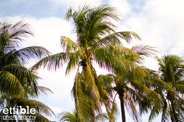 Eric and Christine's Miami Wedding